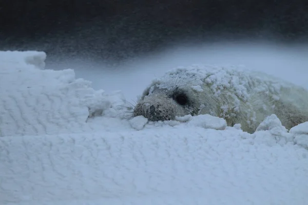 Gray Seal Halichoerus Grypus Κουτάβι Χειμώνα Χιονοθύελλα Helgoland — Φωτογραφία Αρχείου