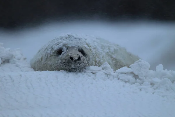 Gray Seal Halichoerus Grypus Pup Winter Snowstorm Helgoland — Stock Photo, Image