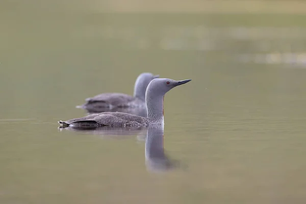 red-throated loon (North America) or red-throated diver (Britain and Ireland)