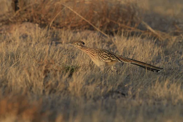 Refugio Vida Silvestre Bosque Del Apache Nuevo México — Foto de Stock