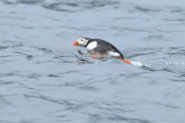 Atlantic Puffin Fratercula Arctica Norsko — Stock fotografie