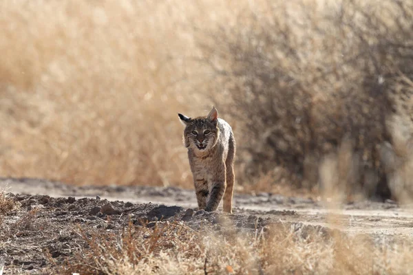 Bobcat Lynx Rufus Bosque Del Apache National Wildlife Refugium — Stockfoto