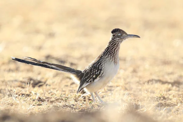 Roadrunner Bosque Del Apache Καταφύγιο Άγριας Ζωής Στο Νέο Μεξικό — Φωτογραφία Αρχείου