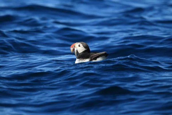 Atlantic Puffin Fratercula Arctica Norsko — Stock fotografie