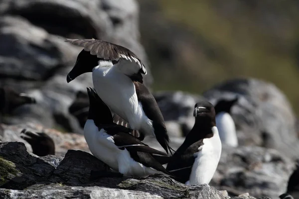 Razorbill Alca Torda Pista Isla Dirección Norte — Foto de Stock