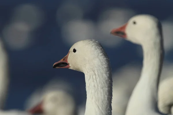 Snow Geese Dawn Bosque Del Apache New Mexico — Stock Photo, Image