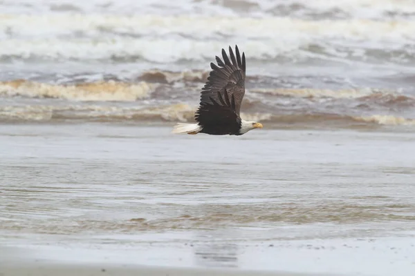 Orel Bělohlavý Haliaeetus Leucocephalus Kanada — Stock fotografie