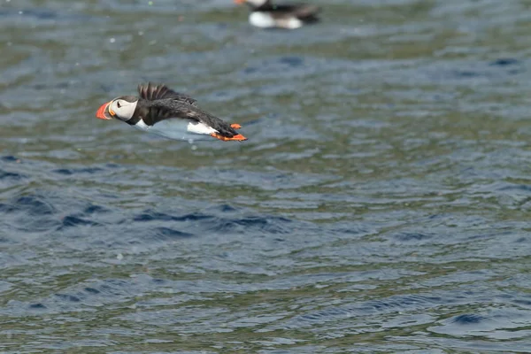 Atlantlunnefågel Fratercula Arctica Norge — Stockfoto