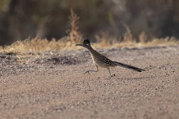 Roadrunner Bosque Del Apache Fristad För Vilda Djur New Mexico — Stockfoto