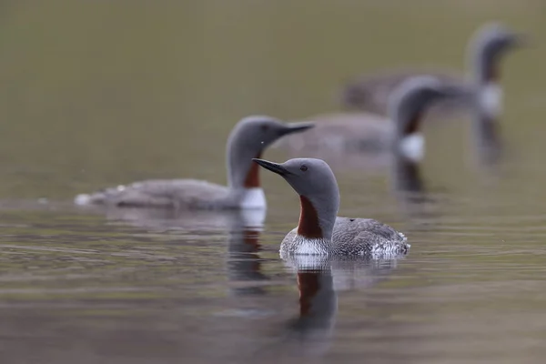 Red Throated Loon North America Red Throated Diver Britain Ireland — Stock Photo, Image