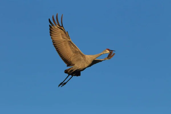 Γερανός Grus Canadensis Στο Εθνικό Καταφύγιο Άγριας Ζωής Bosque Del — Φωτογραφία Αρχείου