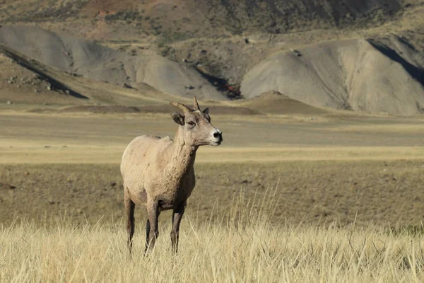 Oveja Bighorn Yellowstone —  Fotos de Stock