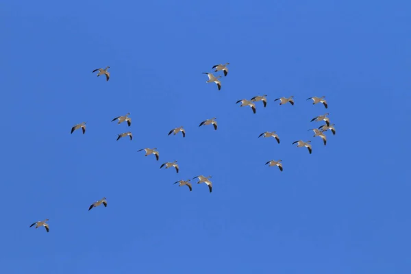 Gansos Nieve Bosque Del Apache Invierno Nuevo México — Foto de Stock