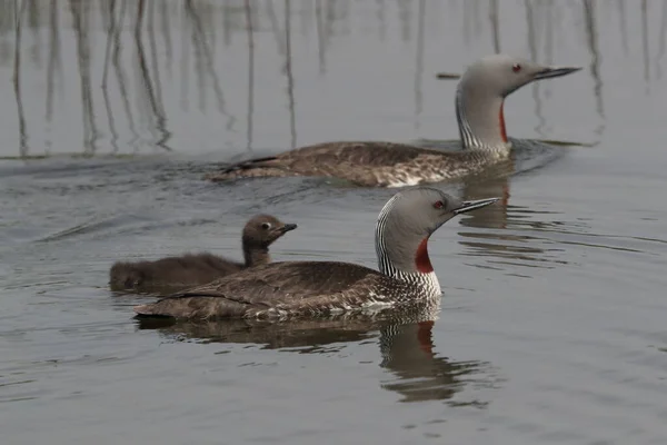 Red Throated Loon North America Red Throated Diver Britain Ireland — Stock Photo, Image