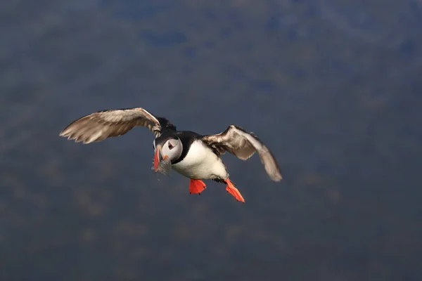 Puffin Flying Fratercula Arctica Στο Φυσικό Ενδιαίτημα Της Ισλανδίας — Φωτογραφία Αρχείου