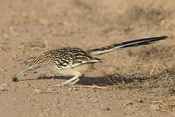 Приют Диких Животных Roadrunner Bosque Del Apache Нью Мексико — стоковое фото