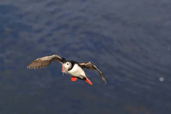 Puffin Flying Fratercula Arctica Στο Φυσικό Ενδιαίτημα Της Ισλανδίας — Φωτογραφία Αρχείου