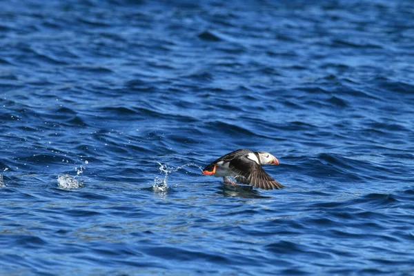 Atlantlunnefågel Fratercula Arctica Norge — Stockfoto