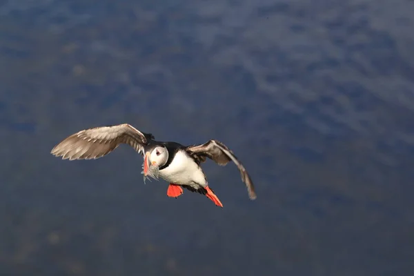 Puffin Létání Fratercula Arctica Přírodním Stanovišti Island — Stock fotografie