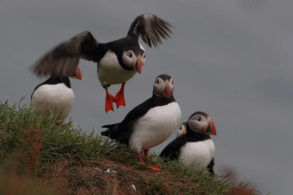 Puffin Fratercula Arctica Com Peixes Islândia — Fotografia de Stock