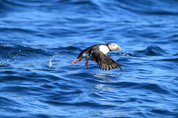 Atlantic Puffin Fratercula Arctica Norsko — Stock fotografie