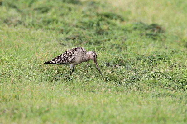 Çubuk Kuyruklu Godwit Limosa Lapponica — Stok fotoğraf