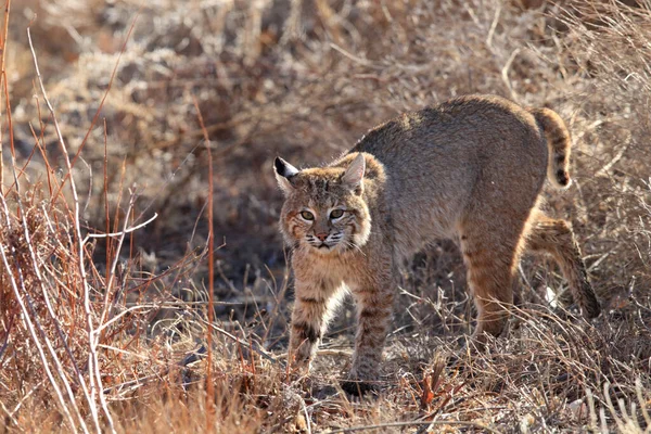 Bobcat Lynx Rufus Bosque Del Apache National Wildlife Refuge — стокове фото