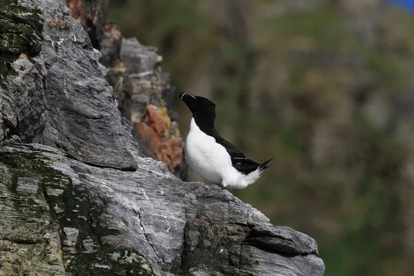 Razorbill Alca Torda 岛北隆德 — 图库照片