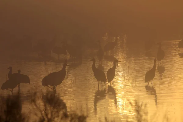 Guindaste Areia Grus Canadensis Bosque Del Apache National Wildlife Refuge — Fotografia de Stock