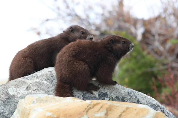 Vancouver Island Marmot Marmota Vjalá Verensis Mount Washington Hábitat Natural — Foto de Stock