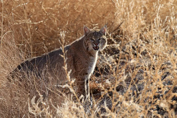 Bobcat Lynx Rufus Bosque Del Apache National Wildlife Refuge — Stockfoto