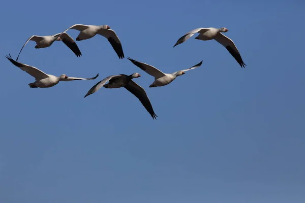 Oche Neve Bosque Del Apache Inverno Nuovo Messico Usa — Foto Stock