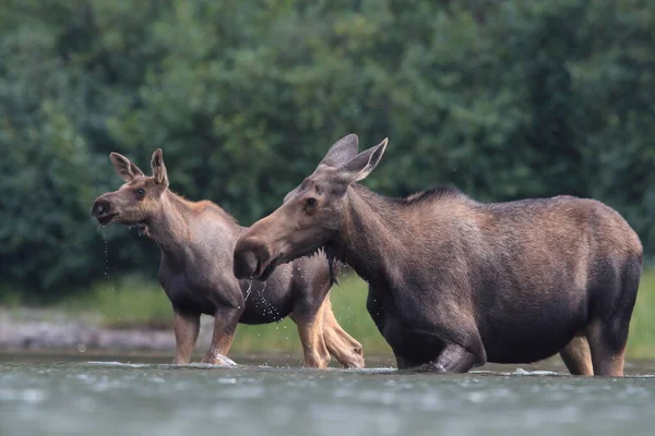 Vaca Alce Ternera Alimentando Plantas Agua Parque Nacional Glaciar Montana —  Fotos de Stock