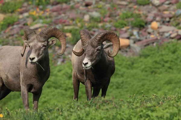 Bighorn Sheep Natural Habitat Glacier National Park Montana Usa — Stock fotografie