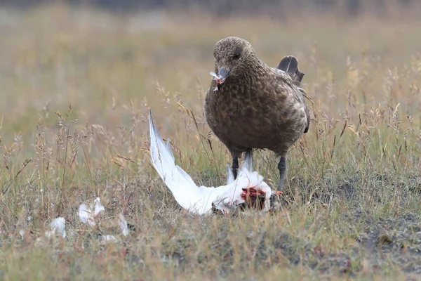 Great Skua Stercorarius Skua Feeding Dead Arctic Tern Iceland — Stock Photo, Image