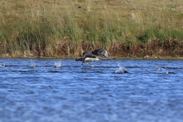 Loon Garganta Vermelha América Norte Mergulhador Garganta Vermelha Grã Bretanha — Fotografia de Stock