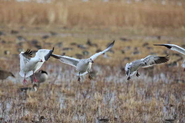 Gansos Nieve Bosque Del Apache Invierno Nuevo México — Foto de Stock