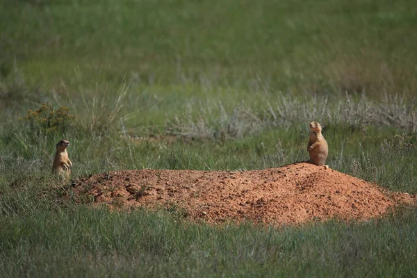 Utah Prairie Dog Bryce Canyon Nationalpark — Stockfoto