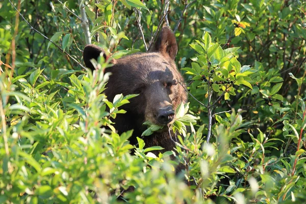 Grizzly Bear Ursus Arctos Horribilis Glacier National Park Montana Usa — Foto Stock