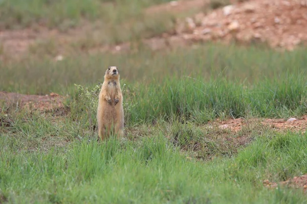 Utah Prairie Dog Parque Nacional Bryce Canyon — Foto de Stock