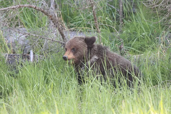 Fiatal Grizzly Medve Kanadai Sziklás — Stock Fotó