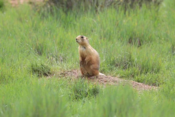 Utah Prairie Dog Bryce Canyon National Park — Stock Photo, Image