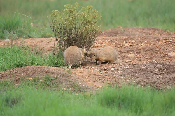 Utah Prairie Dog Parque Nacional Bryce Canyon — Fotografia de Stock