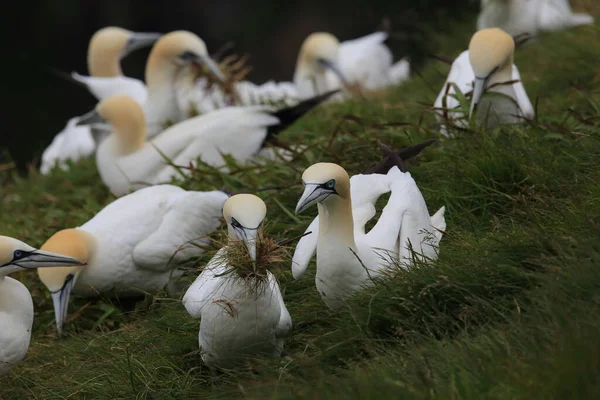 Northern Gannet Morus Bassanus Runde Sziget Norvégia — Stock Fotó