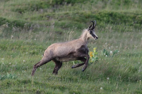 Chamois Rupicapra Rupicapra Habitat Natural Vosges Mountains França — Fotografia de Stock