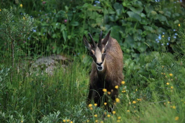 Chamois Rupicapra Rupicapra Siedlisku Przyrodniczym Wogezie Francja — Zdjęcie stockowe