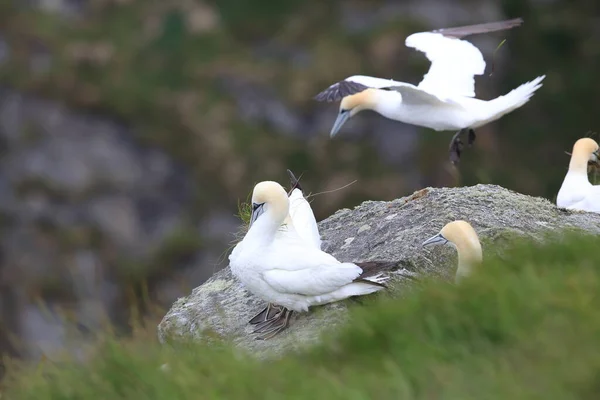 Northern Gannet Morus Bassanus Isola Runde Norvegia — Foto Stock