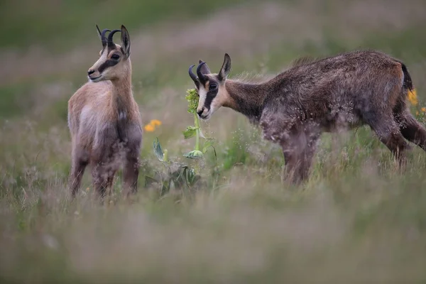 Chamois Rupicapra Rupicapra Siedlisku Przyrodniczym Wogezie Francja — Zdjęcie stockowe