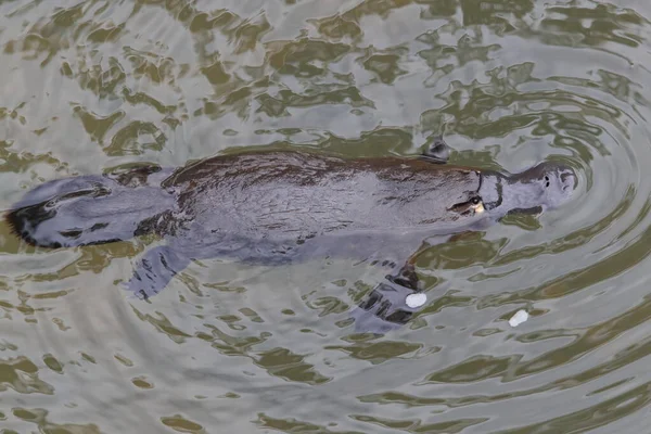 Утконос Плавающий Ручье Национального Парка Eungella Квинсленд Австралия — стоковое фото