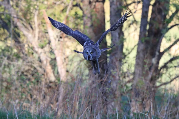 Great Grey Owl Strix Nebulosa Sweden — Stock Photo, Image